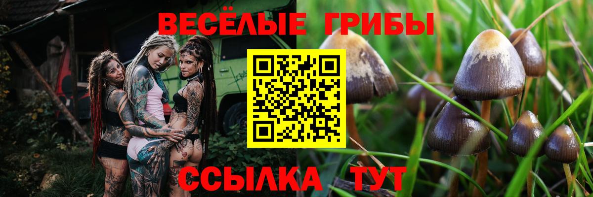 Псилоцибиновые грибы Psilocybe  Вход с VPN  Электрогорск 